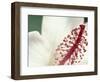 Hibiscus, Maui, Hawaii, USA-Darrell Gulin-Framed Photographic Print