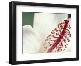 Hibiscus, Maui, Hawaii, USA-Darrell Gulin-Framed Photographic Print