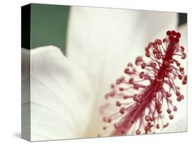 Hibiscus, Maui, Hawaii, USA-Darrell Gulin-Stretched Canvas