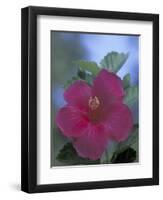 Hibiscus, Maui, Hawaii, USA-Darrell Gulin-Framed Premium Photographic Print