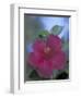 Hibiscus, Maui, Hawaii, USA-Darrell Gulin-Framed Premium Photographic Print