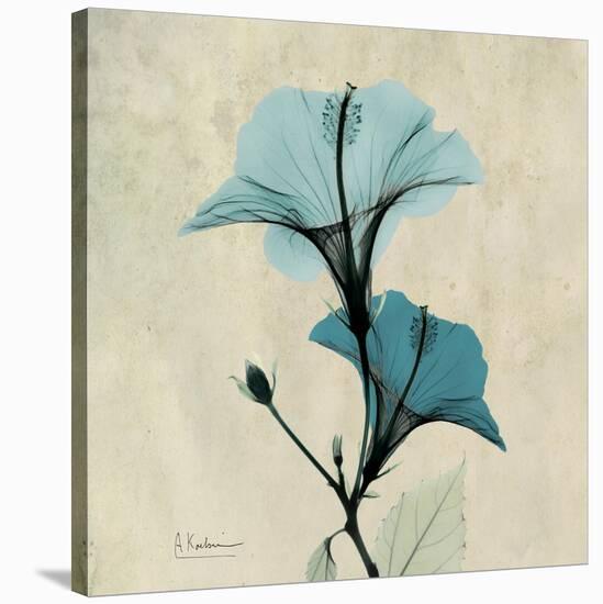 Hibiscus Moment-Albert Koetsier-Stretched Canvas