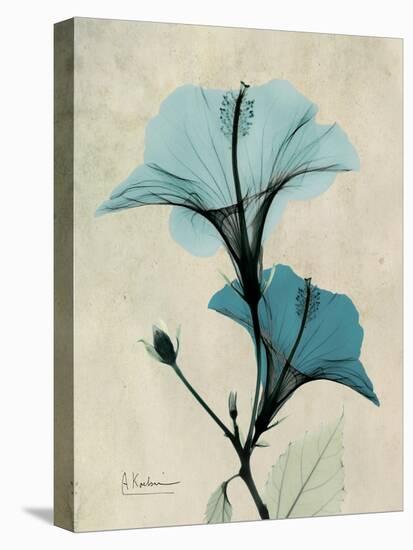 Hibiscus Moments-Albert Koetsier-Stretched Canvas