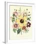 Hibiscus Moscheutos and Lavatera Treloba-null-Framed Giclee Print