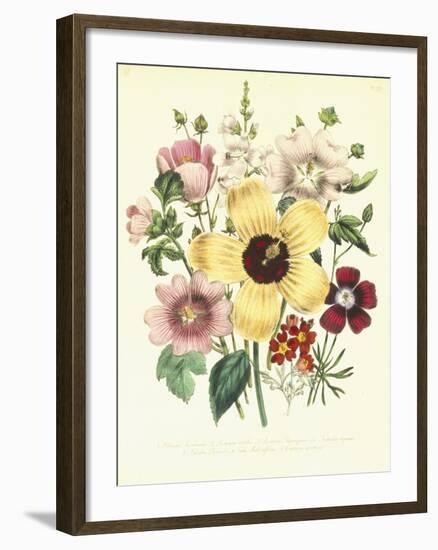 Hibiscus Moscheutos and Lavatera Treloba-null-Framed Giclee Print