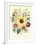 Hibiscus Moscheutos and Lavatera Treloba-null-Framed Giclee Print