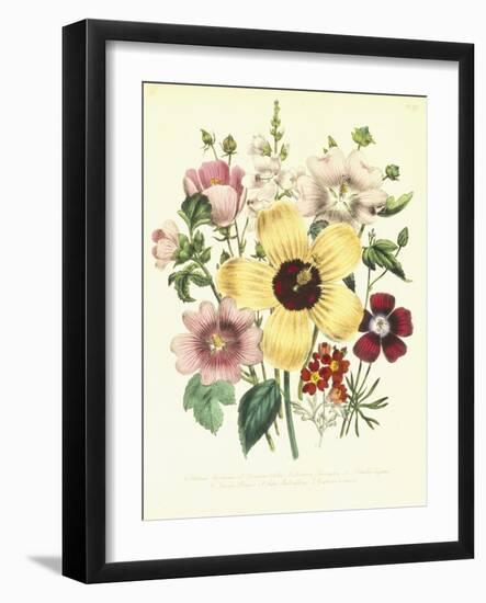 Hibiscus Moscheutos and Lavatera Treloba-null-Framed Giclee Print