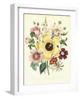 Hibiscus Moscheutos and Lavatera Treloba-null-Framed Giclee Print