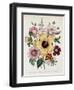 Hibiscus Moscheutos Botanical Illustration-null-Framed Giclee Print