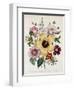 Hibiscus Moscheutos Botanical Illustration-null-Framed Giclee Print