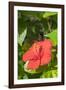 Hibiscus, New Smyrna Beach, Florida, Usa-Lisa S. Engelbrecht-Framed Photographic Print