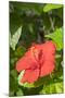 Hibiscus, New Smyrna Beach, Florida, Usa-Lisa S. Engelbrecht-Mounted Photographic Print