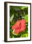 Hibiscus, New Smyrna Beach, Florida, Usa-Lisa S. Engelbrecht-Framed Photographic Print