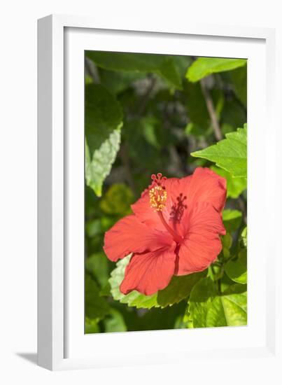 Hibiscus, New Smyrna Beach, Florida, Usa-Lisa S. Engelbrecht-Framed Photographic Print