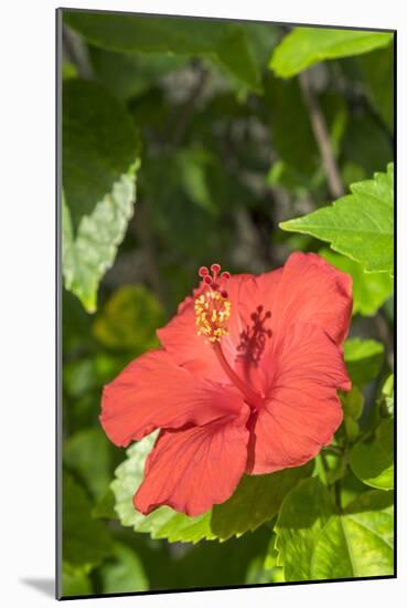 Hibiscus, New Smyrna Beach, Florida, Usa-Lisa S. Engelbrecht-Mounted Photographic Print