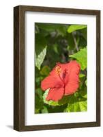 Hibiscus, New Smyrna Beach, Florida, Usa-Lisa S. Engelbrecht-Framed Photographic Print