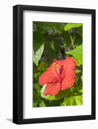 Hibiscus, New Smyrna Beach, Florida, Usa-Lisa S. Engelbrecht-Framed Photographic Print