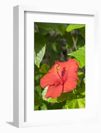 Hibiscus, New Smyrna Beach, Florida, Usa-Lisa S. Engelbrecht-Framed Photographic Print