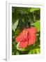 Hibiscus, New Smyrna Beach, Florida, Usa-Lisa S. Engelbrecht-Framed Photographic Print