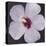 Hibiscus Portrait I-Tim OToole-Stretched Canvas