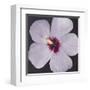 Hibiscus Portrait I-Tim OToole-Framed Art Print