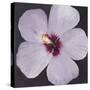 Hibiscus Portrait I-Tim OToole-Stretched Canvas