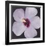 Hibiscus Portrait I-Tim OToole-Framed Art Print