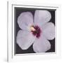 Hibiscus Portrait I-Tim OToole-Framed Art Print