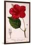 Hibiscus Rosa-Sinensis, 1836-Pancrace Bessa-Framed Giclee Print