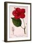 Hibiscus Rosa-Sinensis, 1836-Pancrace Bessa-Framed Premium Giclee Print