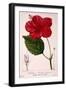 Hibiscus Rosa-Sinensis, 1836-Pancrace Bessa-Framed Premium Giclee Print