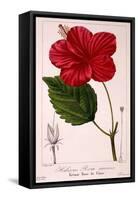 Hibiscus Rosa-Sinensis, 1836-Pancrace Bessa-Framed Stretched Canvas