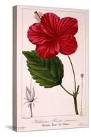 Hibiscus Rosa-Sinensis, 1836-Pancrace Bessa-Stretched Canvas