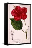Hibiscus Rosa-Sinensis, 1836-Pancrace Bessa-Framed Stretched Canvas
