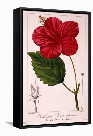 Hibiscus Rosa-Sinensis, 1836-Pancrace Bessa-Framed Stretched Canvas