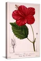 Hibiscus Rosa-Sinensis, 1836-Pancrace Bessa-Stretched Canvas