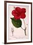 Hibiscus Rosa-Sinensis, 1836-Pancrace Bessa-Framed Giclee Print