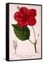 Hibiscus Rosa-Sinensis, 1836-Pancrace Bessa-Framed Stretched Canvas