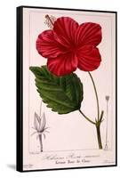 Hibiscus Rosa-Sinensis, 1836-Pancrace Bessa-Framed Stretched Canvas