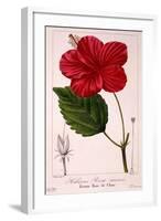 Hibiscus Rosa-Sinensis, 1836-Pancrace Bessa-Framed Giclee Print