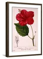 Hibiscus Rosa-Sinensis, 1836-Pancrace Bessa-Framed Giclee Print