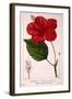 Hibiscus Rosa-Sinensis, 1836-Pancrace Bessa-Framed Giclee Print