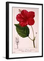 Hibiscus Rosa-Sinensis, 1836-Pancrace Bessa-Framed Giclee Print