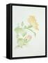 Hibiscus Rosa-Sinensis-Sarah Creswell-Framed Stretched Canvas