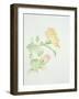 Hibiscus Rosa-Sinensis-Sarah Creswell-Framed Giclee Print