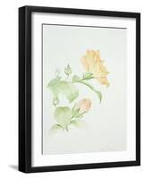 Hibiscus Rosa-Sinensis-Sarah Creswell-Framed Giclee Print