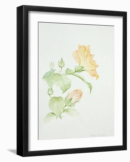 Hibiscus Rosa-Sinensis-Sarah Creswell-Framed Giclee Print