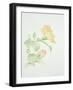 Hibiscus Rosa-Sinensis-Sarah Creswell-Framed Giclee Print