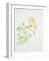 Hibiscus Rosa-Sinensis-Sarah Creswell-Framed Giclee Print