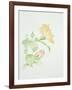 Hibiscus Rosa-Sinensis-Sarah Creswell-Framed Giclee Print